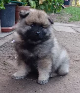 Německý špic vlčí / keeshond prodám štěňata s PP