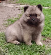 Německý špic vlčí / keeshond prodám štěňata s PP
