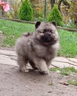 Německý špic vlčí / keeshond prodám štěňata s PP
