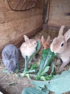 Zakrslí králíček