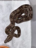 Hroznýš královský - Boa constrictor imperator