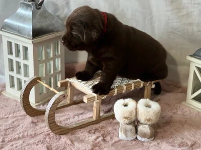 Labradorský retriever