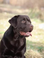Labradorský retriever
