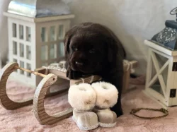 Labradorský retriever