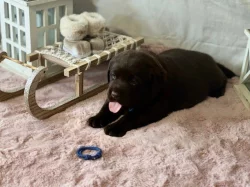 Labradorský retriever