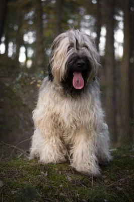 Briard štěňata s PP