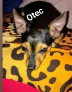 Štěně Srnčí pinčí