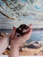 Štěňátka jorkšíra Návsí u Jablunkova