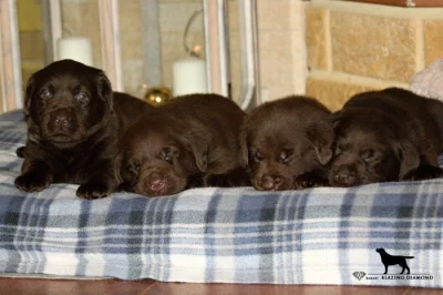 Čokoládová štěňata Labrador Retriever s PP