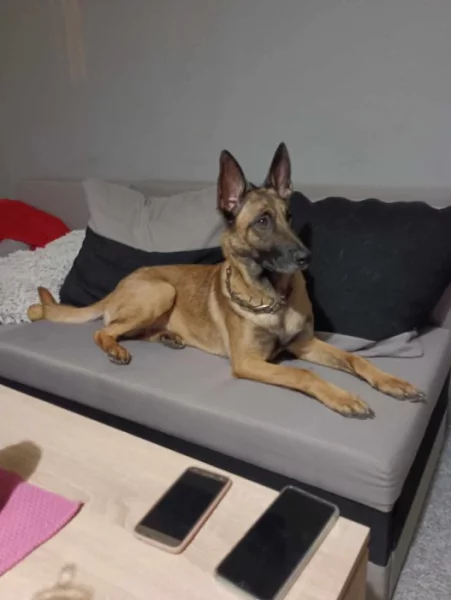 Belgický ovčák Malinois s PP