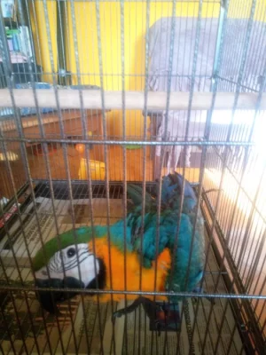 Aru araraunu