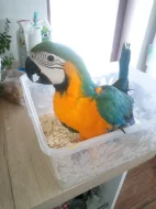Aru araraunu
