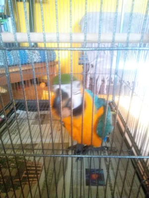 Aru araraunu