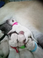 Labradorský retrívr sPP Vánoční štěňátka