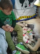 Labradorský retrívr sPP Vánoční štěňátka