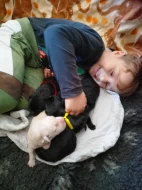 Labradorský retrívr sPP Vánoční štěňátka