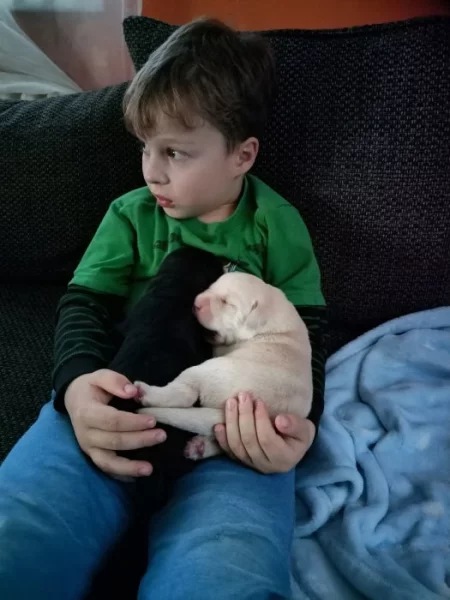 Labradorský retrívr sPP Vánoční štěňátka