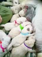 Labradorský retrívr sPP Vánoční štěňátka