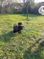 Štěňátka labradora
