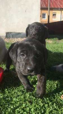 Štěňátka labradora