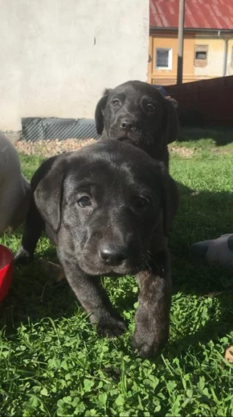 Štěňátka labradora