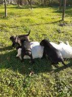 Štěňátka labradora