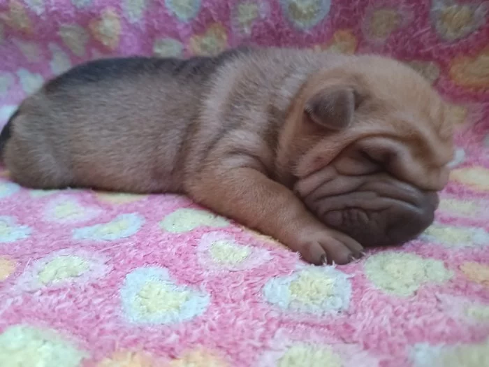 Shar-pei, Šarpej - štěňátka s PP
