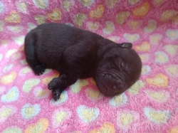 Shar-pei, Šarpej - štěňátka s PP