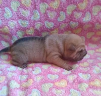 Shar-pei, Šarpej - štěňátka s PP