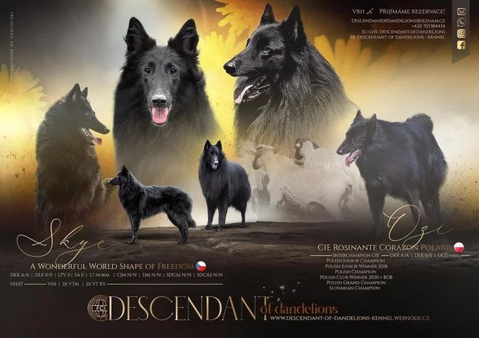 Belgický ovčák groenendael