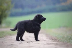 Belgický ovčák groenendael
