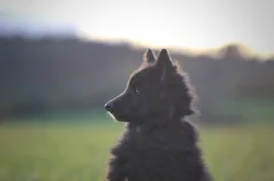 Belgický ovčák groenendael
