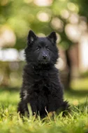 Belgický ovčák groenendael
