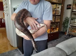 Python curtus curtus