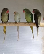 Alexandr maly,Alexandr velky