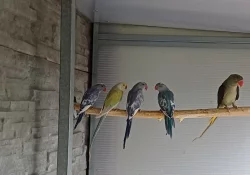 Alexandr maly,Alexandr velky