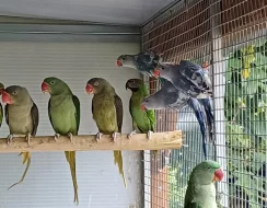 Alexandr maly,Alexandr velky