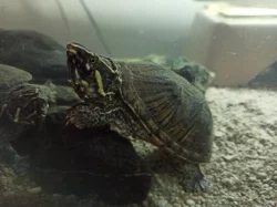 Klapavka obecná (Sternotherus odoratus)