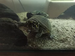 Klapavka obecná (Sternotherus odoratus)