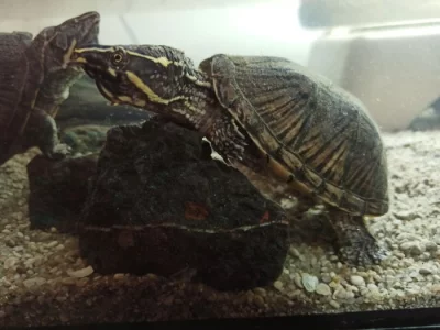 Klapavka obecná (Sternotherus odoratus)