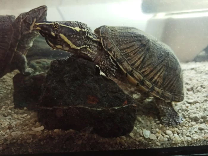 Klapavka obecná (Sternotherus odoratus)