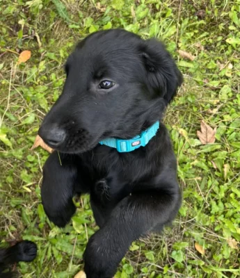 štěňátko Flat Coated Retriever