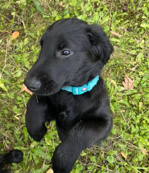 štěňátko Flat Coated Retriever