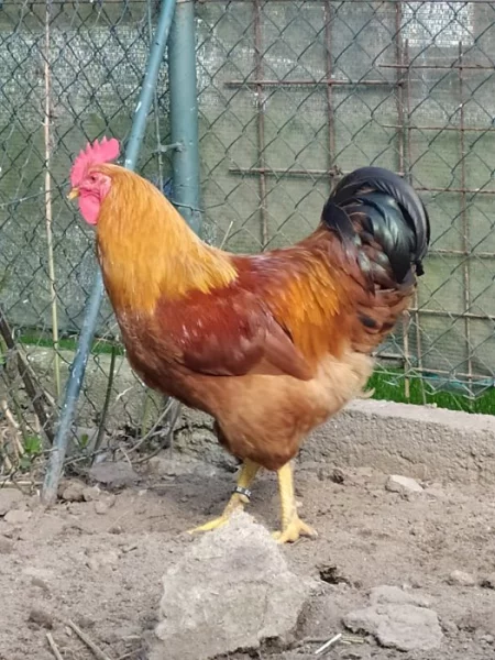 Hempšírka