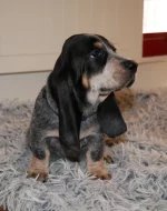 Fenka modrého gaskoňského basseta