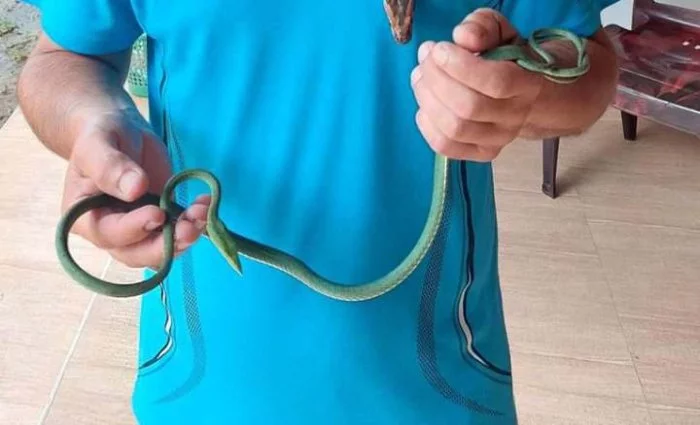 Bičovka nosatá