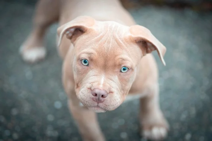 American Bully fenka Pocket ABKC PP