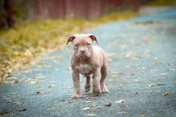 American Bully fenka Pocket ABKC PP