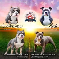 American Bully fenka Pocket ABKC PP