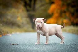 American Bully fenka Pocket ABKC PP